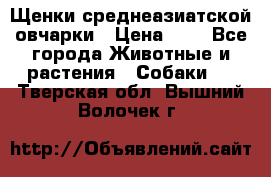 Щенки среднеазиатской овчарки › Цена ­ 1 - Все города Животные и растения » Собаки   . Тверская обл.,Вышний Волочек г.